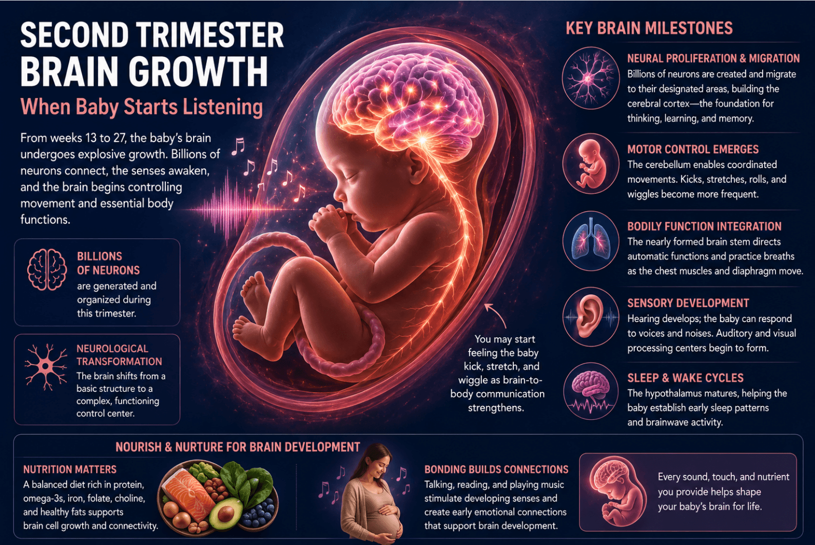 What Happens to a Baby's Brain During the Second Trimester