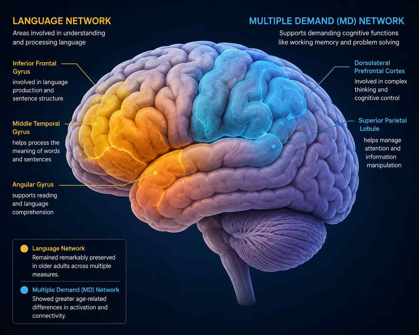 Your Brain Doesn't Age All at Once: Scientists Find the Language Network Remarkably Preserved